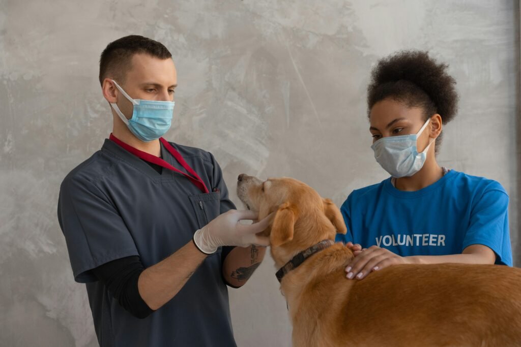 consultório veterinário, consulta veterinária, consulta pet, preço consulta veterinário cachorro