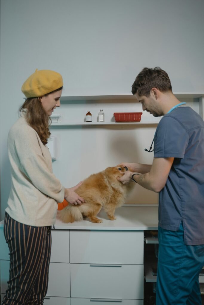Consulta de um caõ, consultório veterinário, consultas veterinárias, consulta pet, preço consulta veterinário cachorro