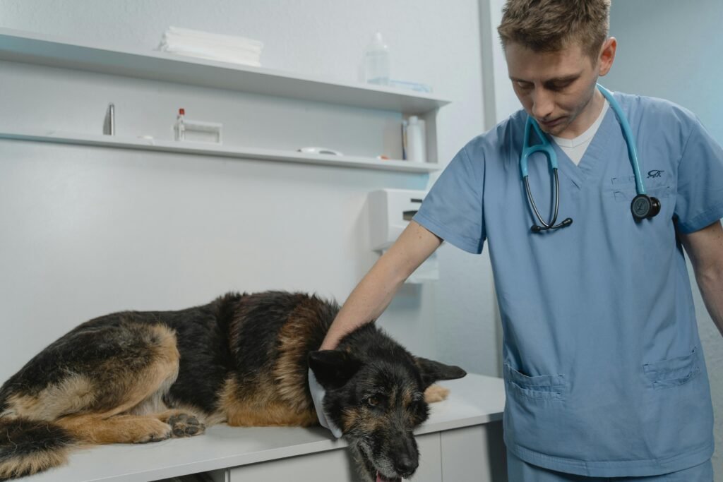 hospital veterinário
hospital veterinari
hospitais veterinários
telefone do hospital veterinário
hospital do animal
veterinário eutanásia domicílio
hospital veterinário preços